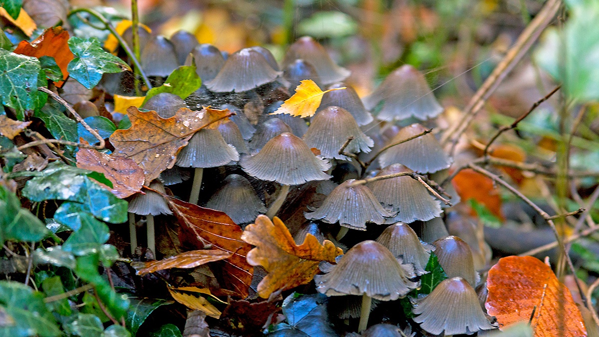 fungus [unidentified]