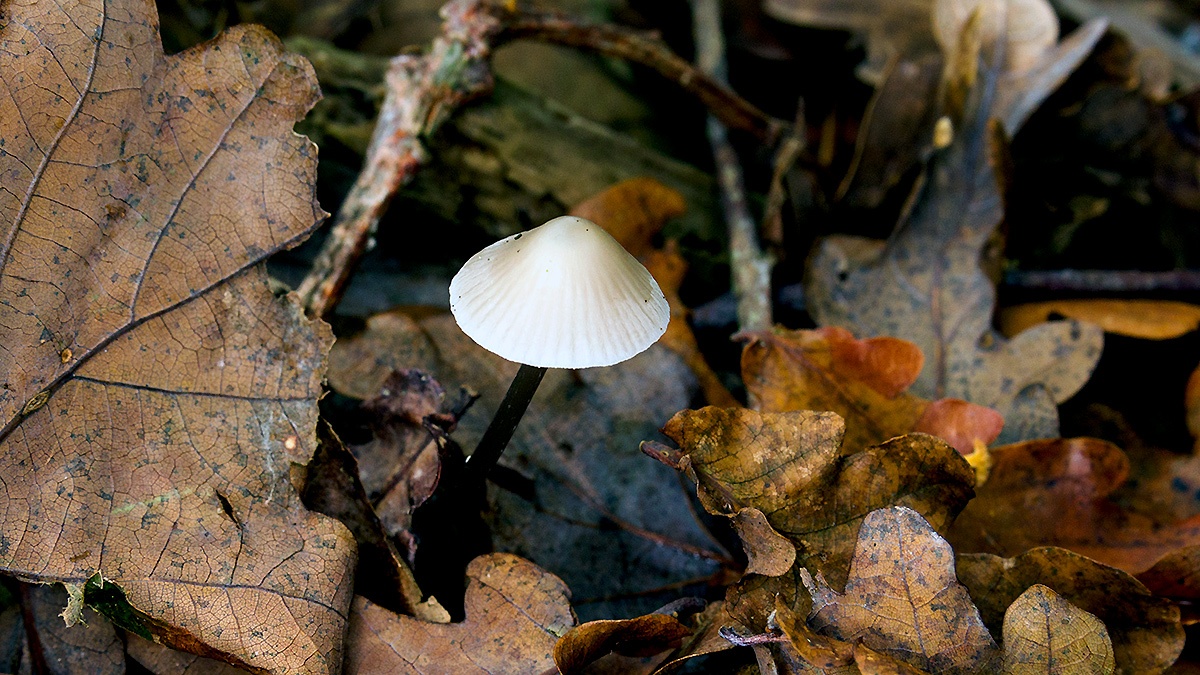 mushroom [genus Mycena]