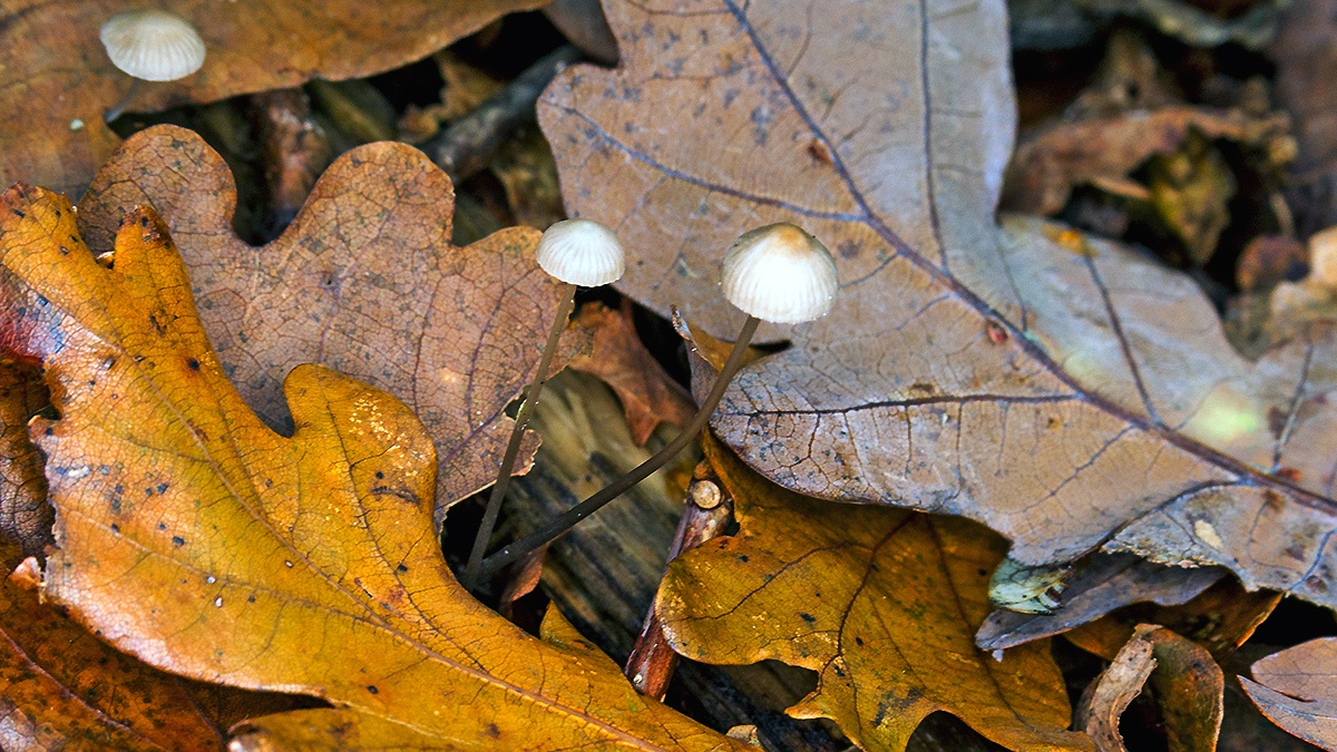 mushrooms [genus Mycena?]