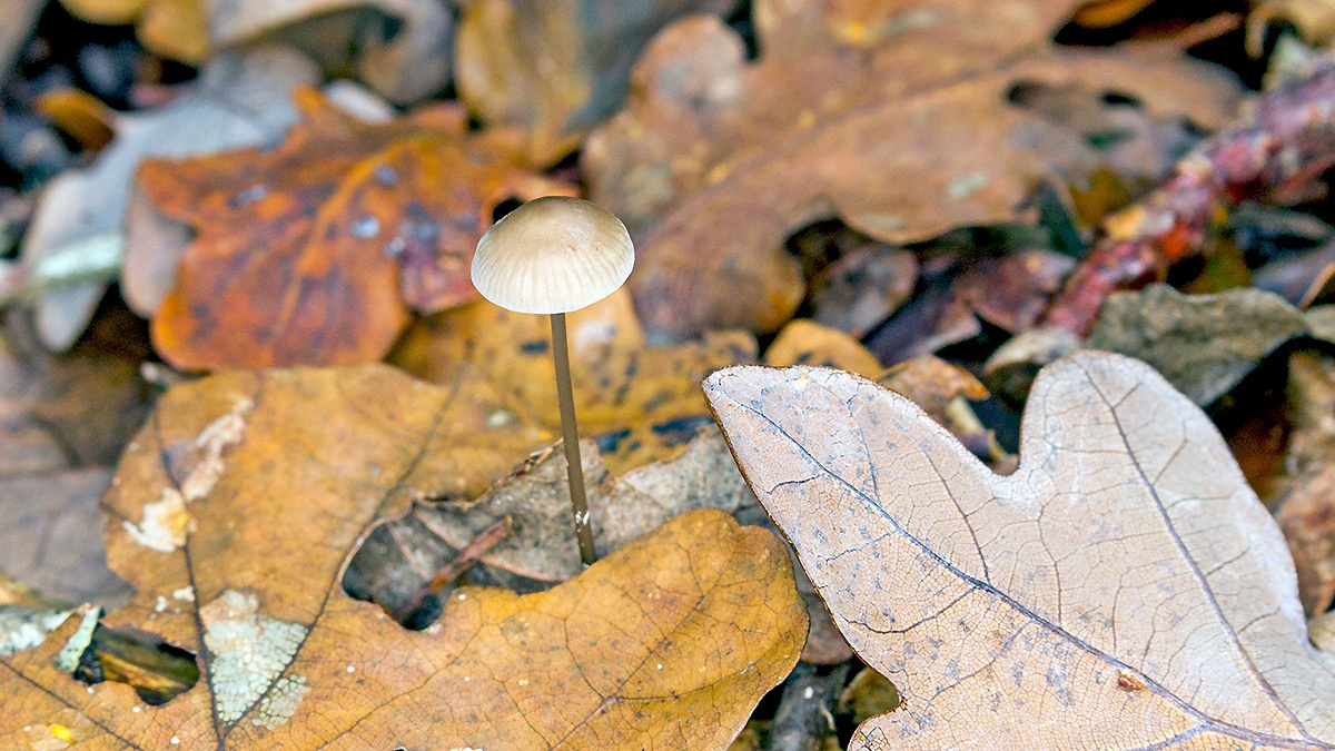mushroom [genus Mycena?]