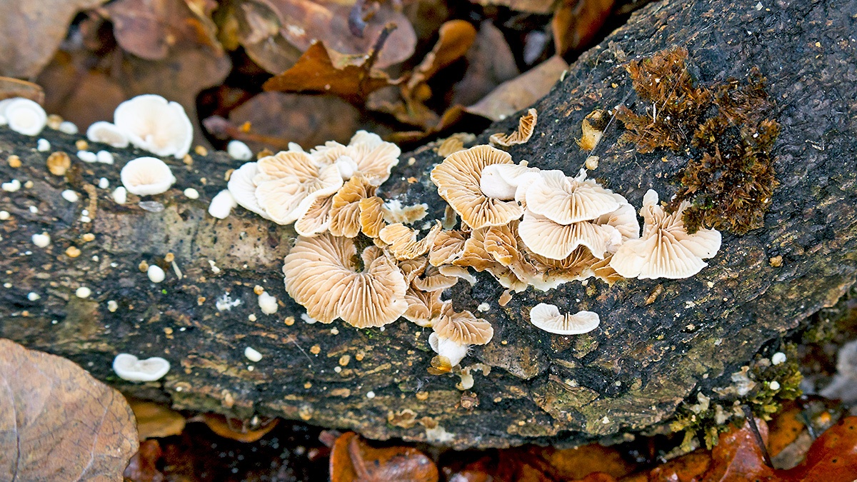 Peeling Oysterling [Crepidotus mollis?]