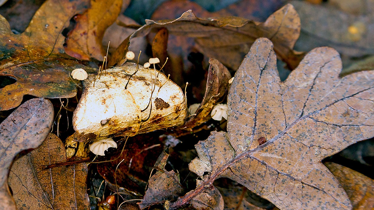 Oak-leaf Pinwheel [Collybiopsis quercophila]