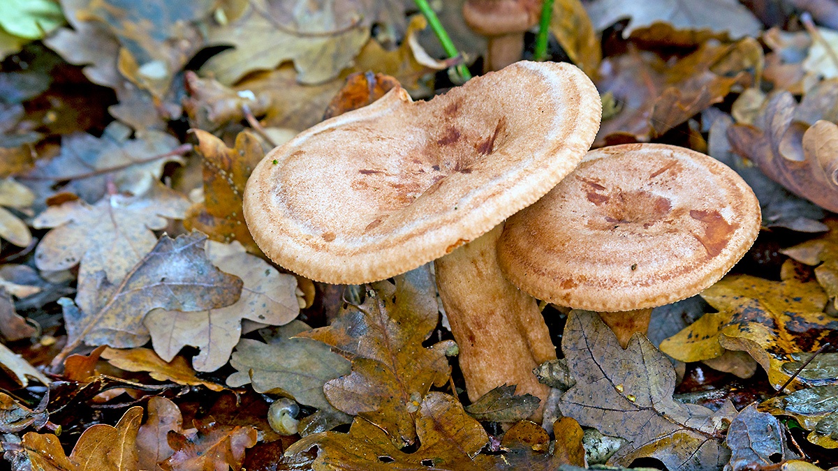 Oakbug Milkcap [Lactarius quietus?]