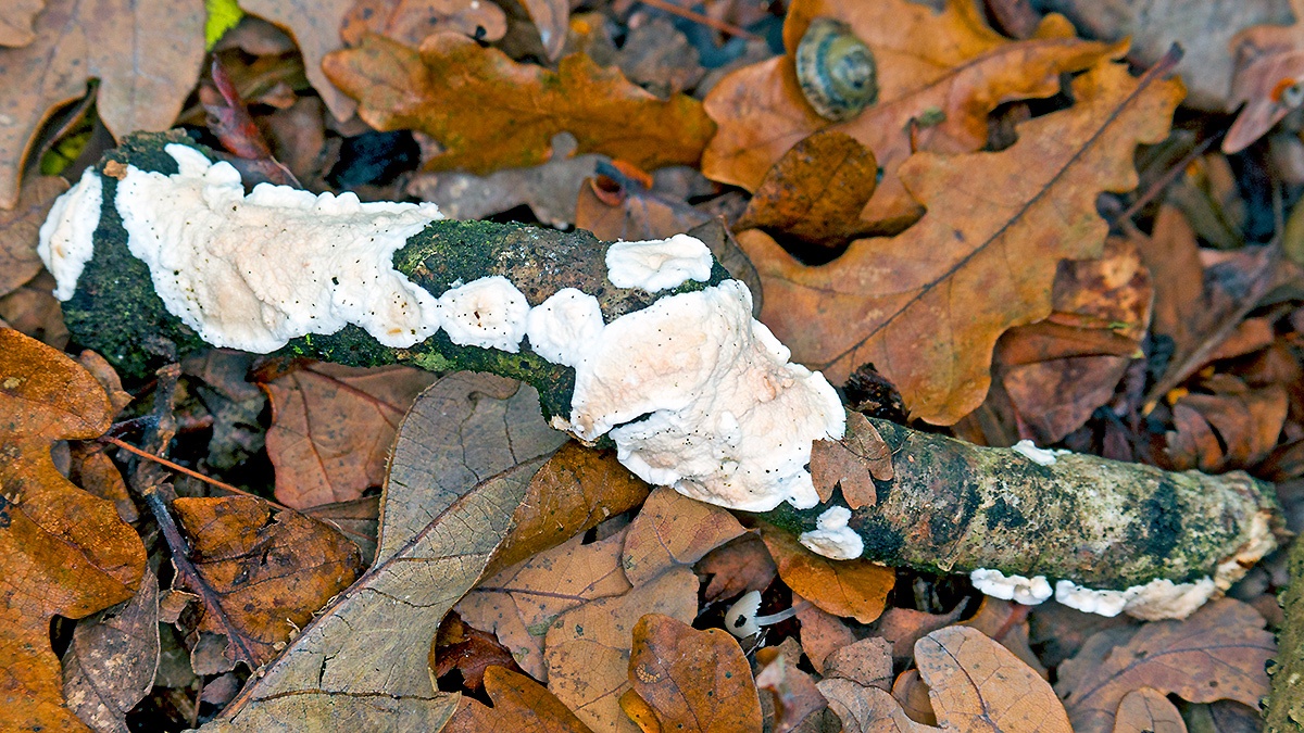 Netted Crust [Byssomerulius corium?]