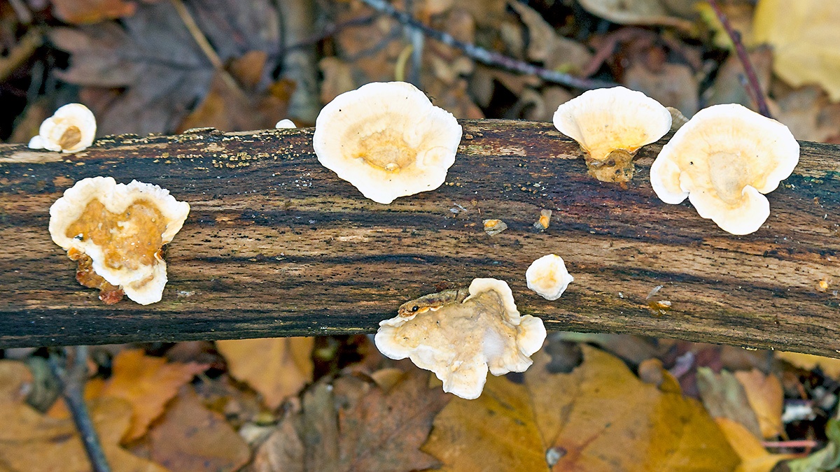 Ochre Bracket [Trametes ochracea?]