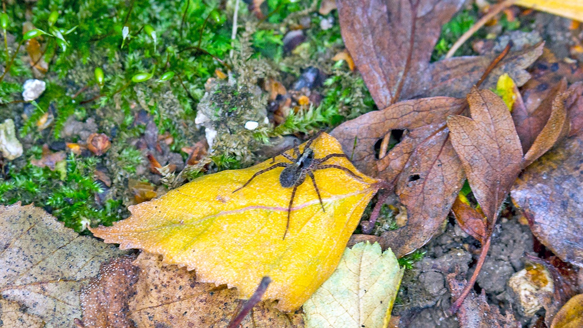 wolf spider [Pardosa amentata?]