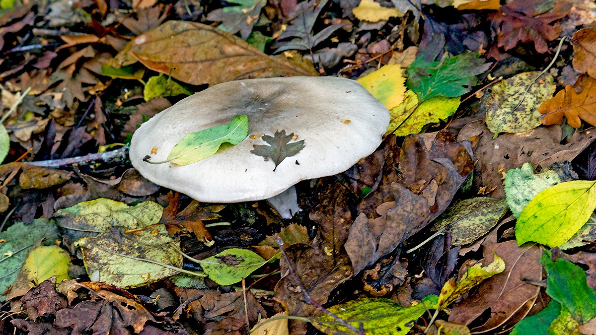 an Agaric mushroom [unidentified]