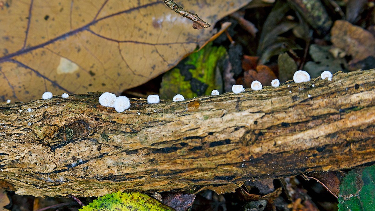 Miller's Oysterling [Clitopilus hobsonii?]