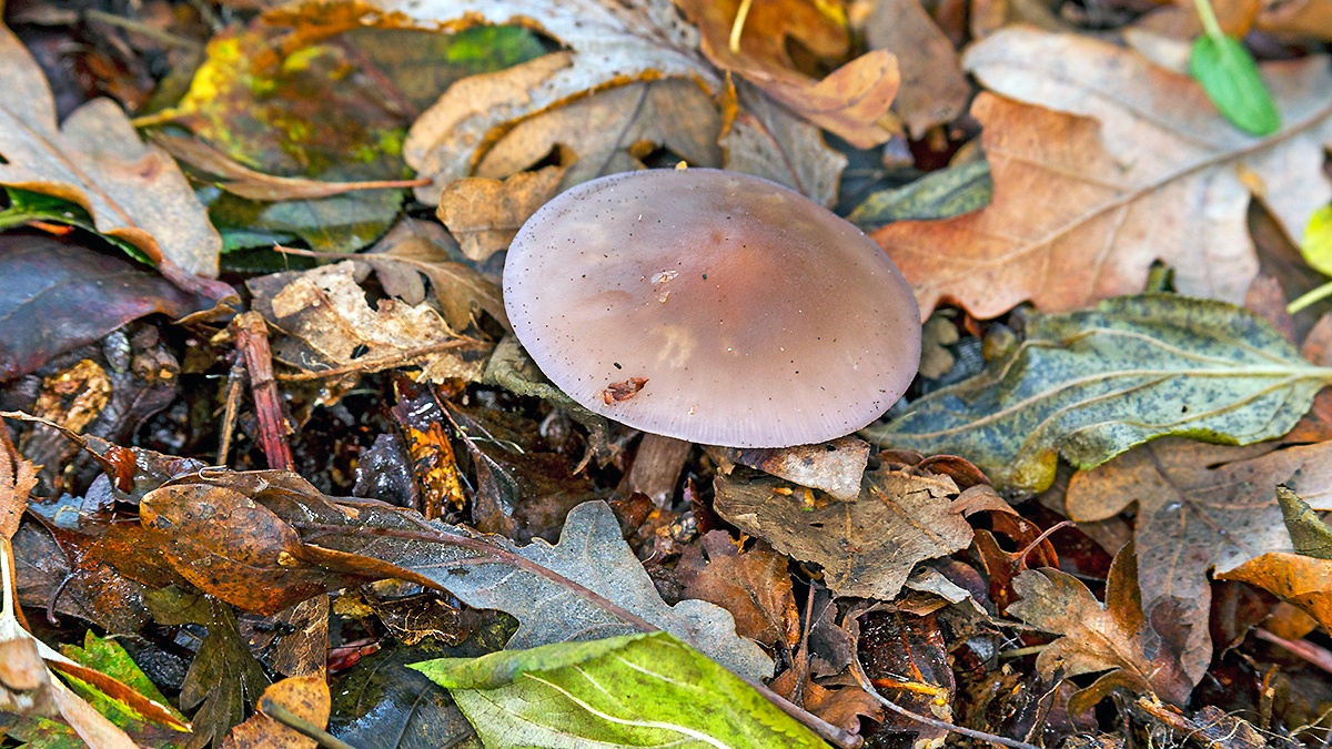 Blewit [Collybia nuda?]