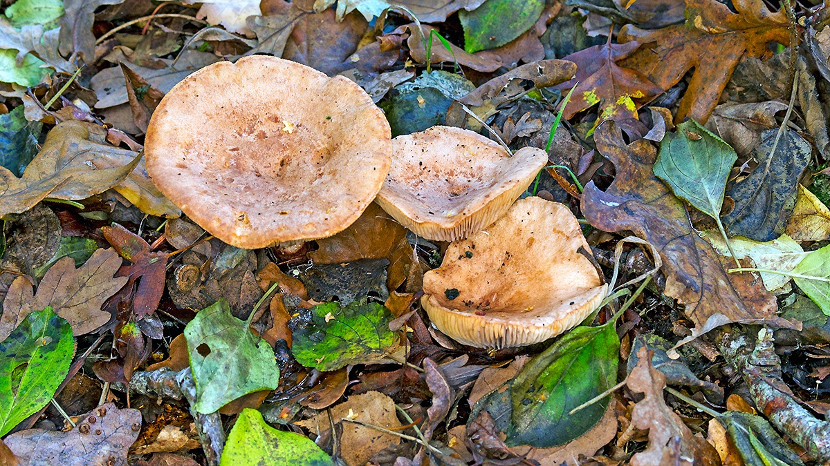 mushrooms [unidentified]