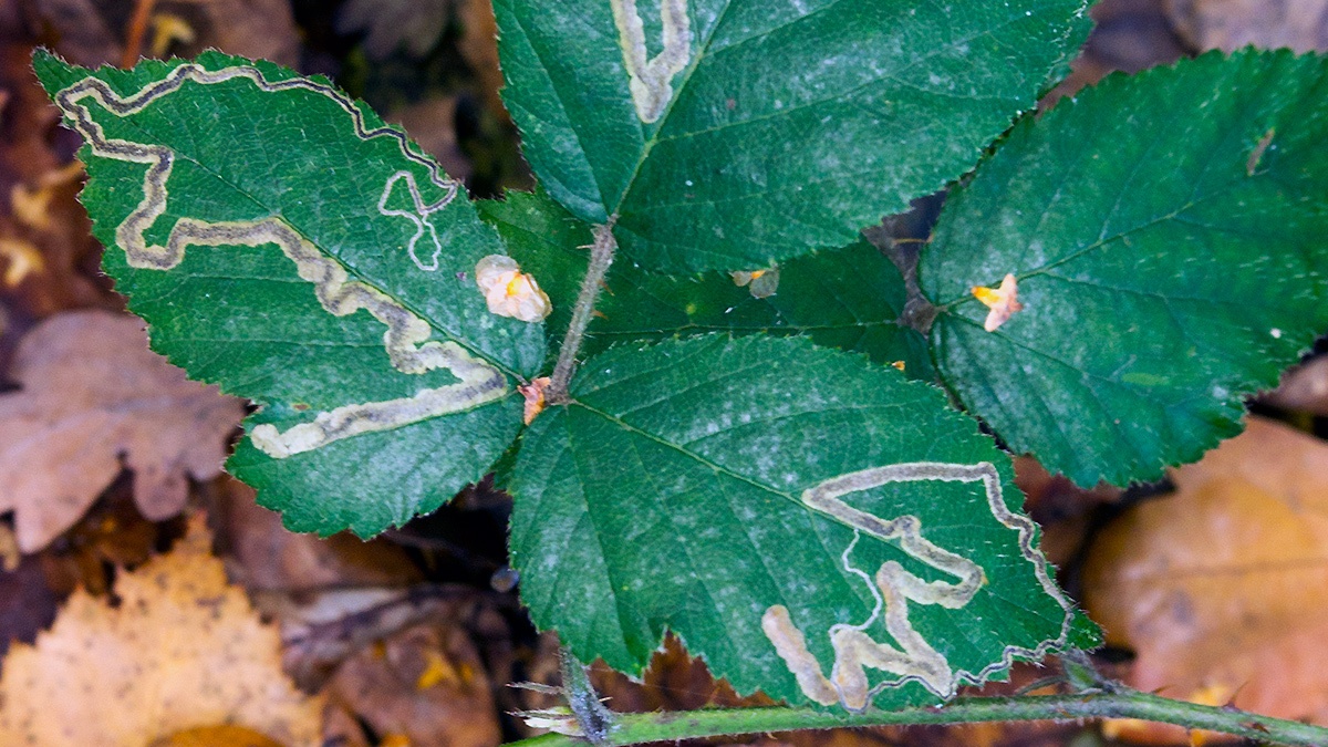 Shining Bramble Dot [Stigmella splendidissimella]