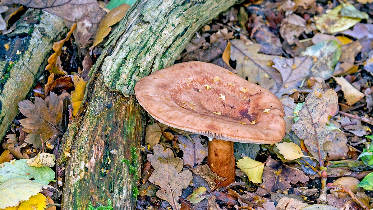 Oakbug Milkcap [Lactarius quietus?]