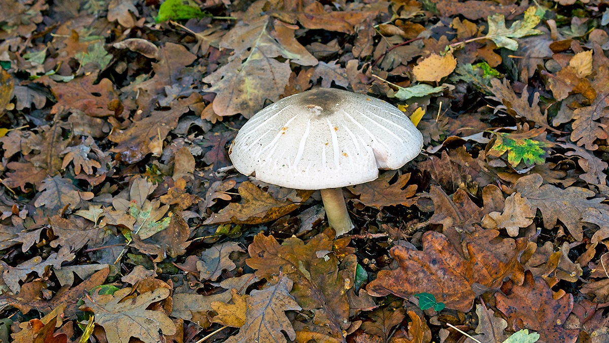 Inky Mushroom [Agaricus moelleri?]