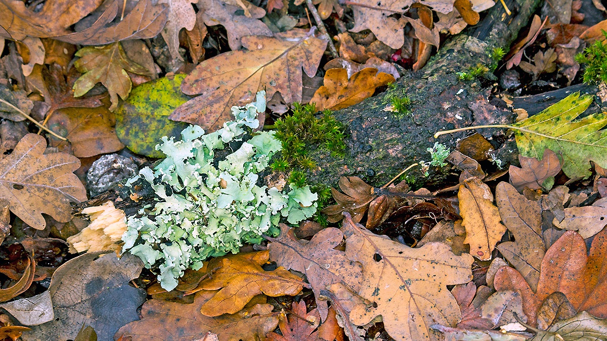 Powdered Ruffle Lichen [Parmotrema perlatum?]