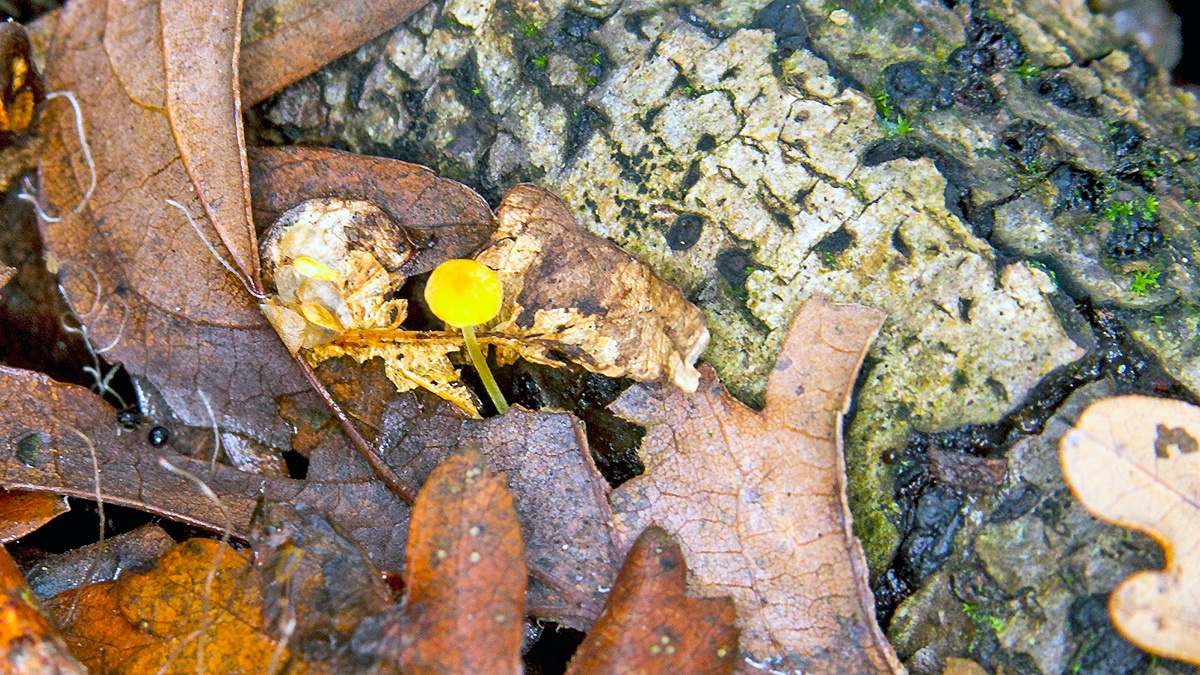 Orange Bonnet [Mycena acicula?]