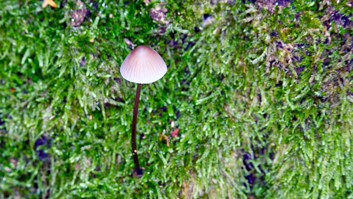mushroom [genus Mycena]