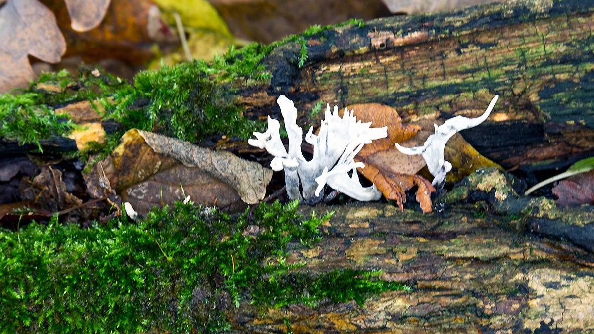 Candlesnuff [Xylaria hypoxylon]
