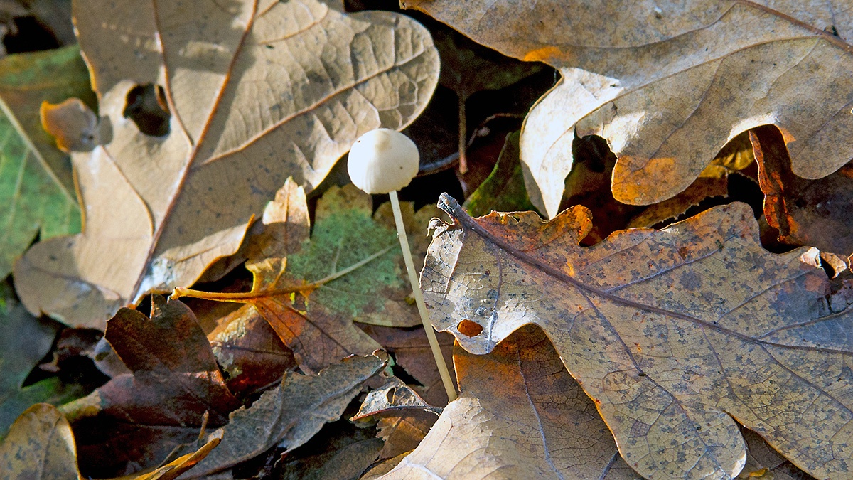 mushroom [unidentified]