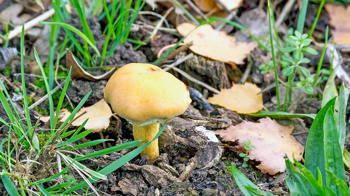 mushroom [unidentified]
