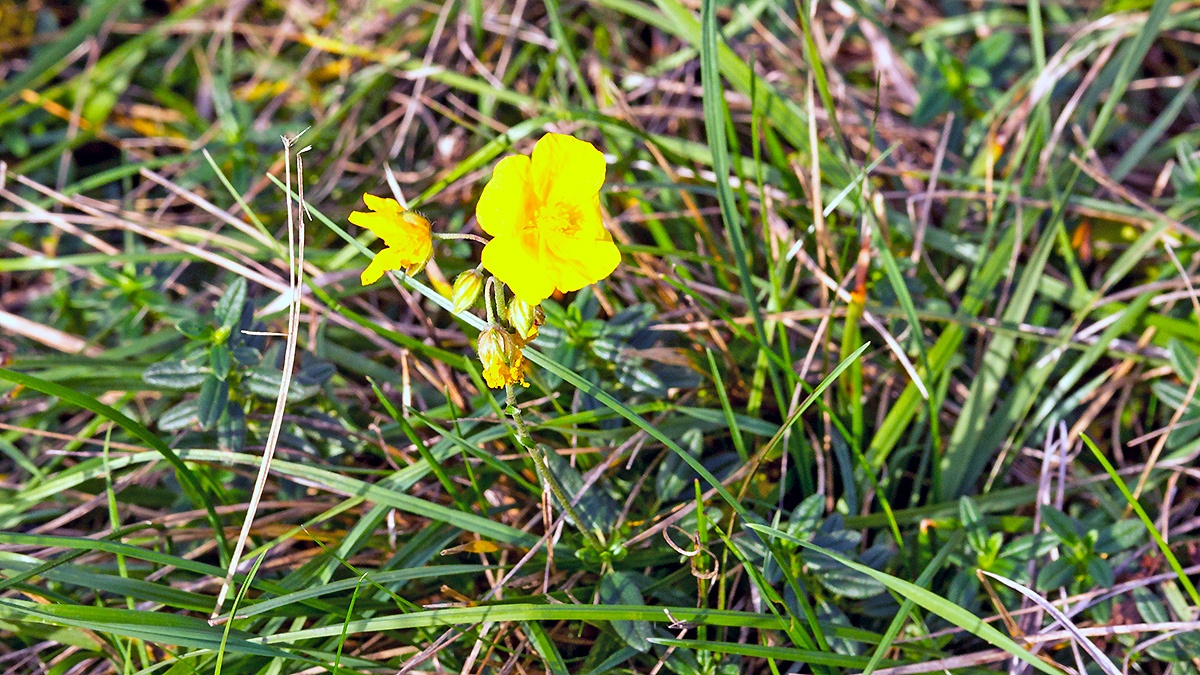 Common Rock Rose [Helianthemum nummularium]