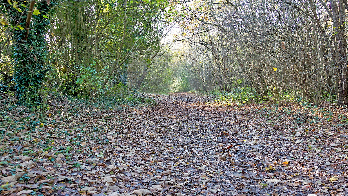 More on the ground, less on the trees