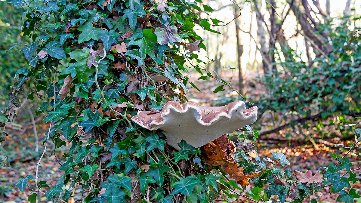 Birch Polypore [Fomitopsis betulina]