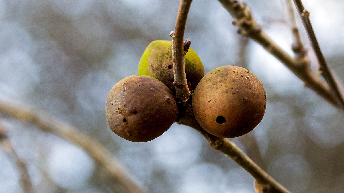 Oak Marble Gall [Andricus kollari]