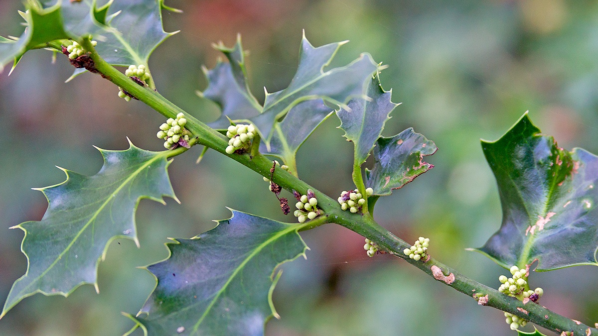 Holly [Ilex aquifolium]