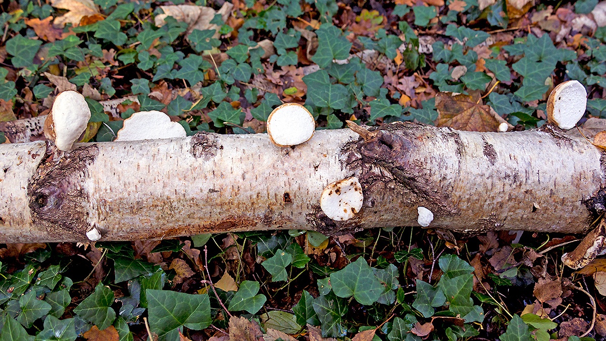 Birch Polypore [Fomitopsis betulina]