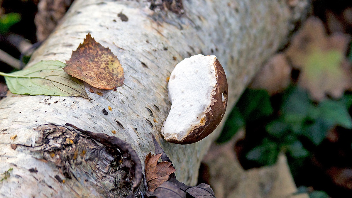 Birch Polypore [Fomitopsis betulina]