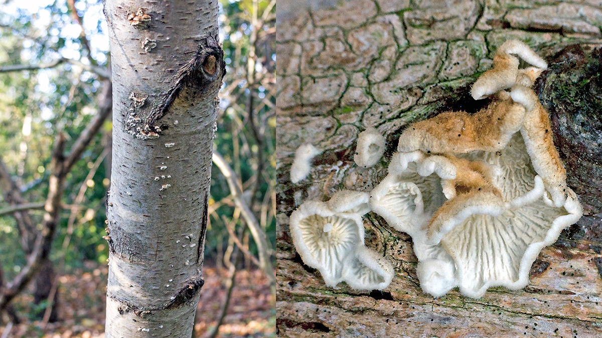 Crimped Gill [Plicaturopsis crispa ?]