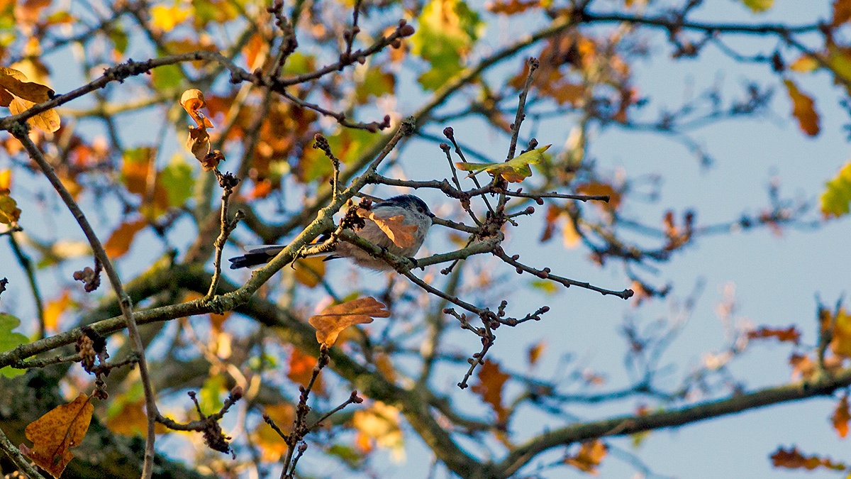 Long-tailed Tit [Aegithalos caudatus]