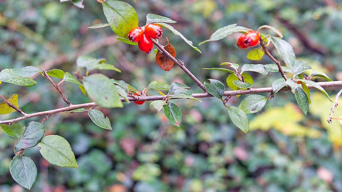 Himalayan Cotoneaster [Cotoneaster simonsii]