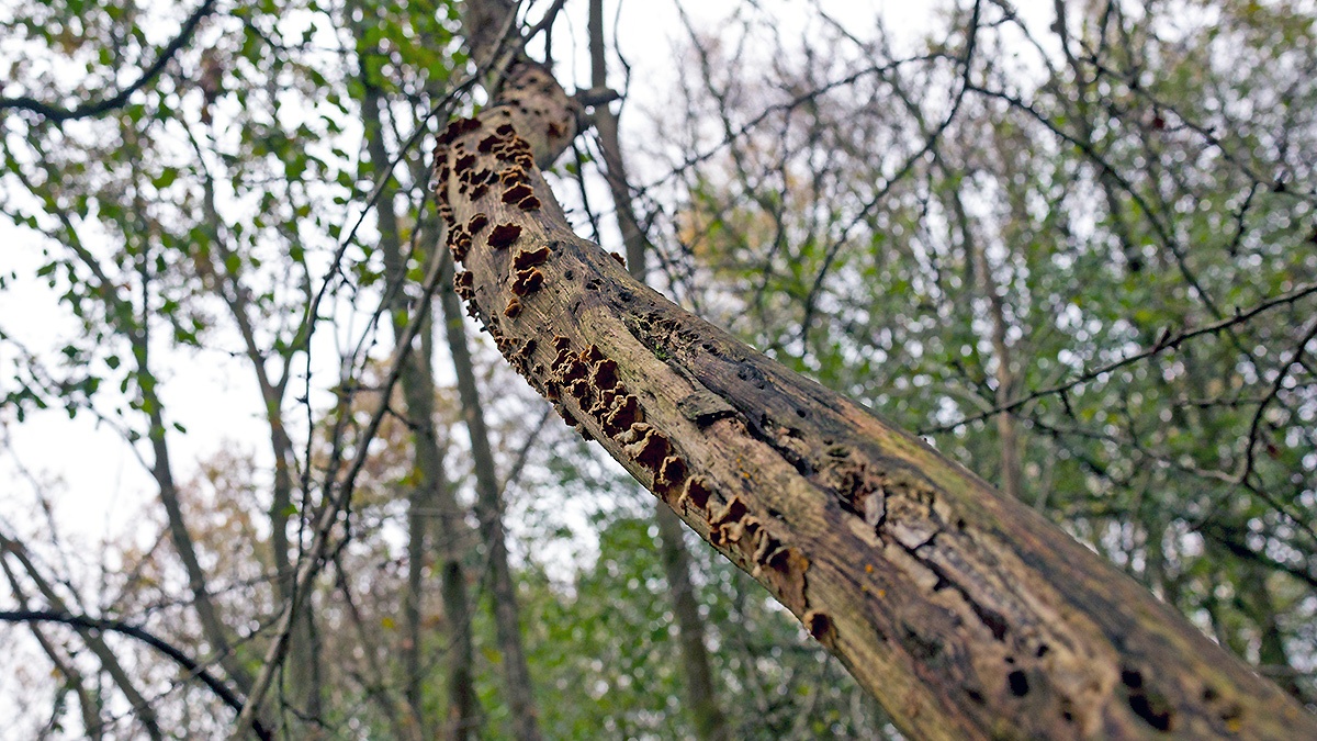 Hairy Curtain Fungus [Stereum hirsutum]