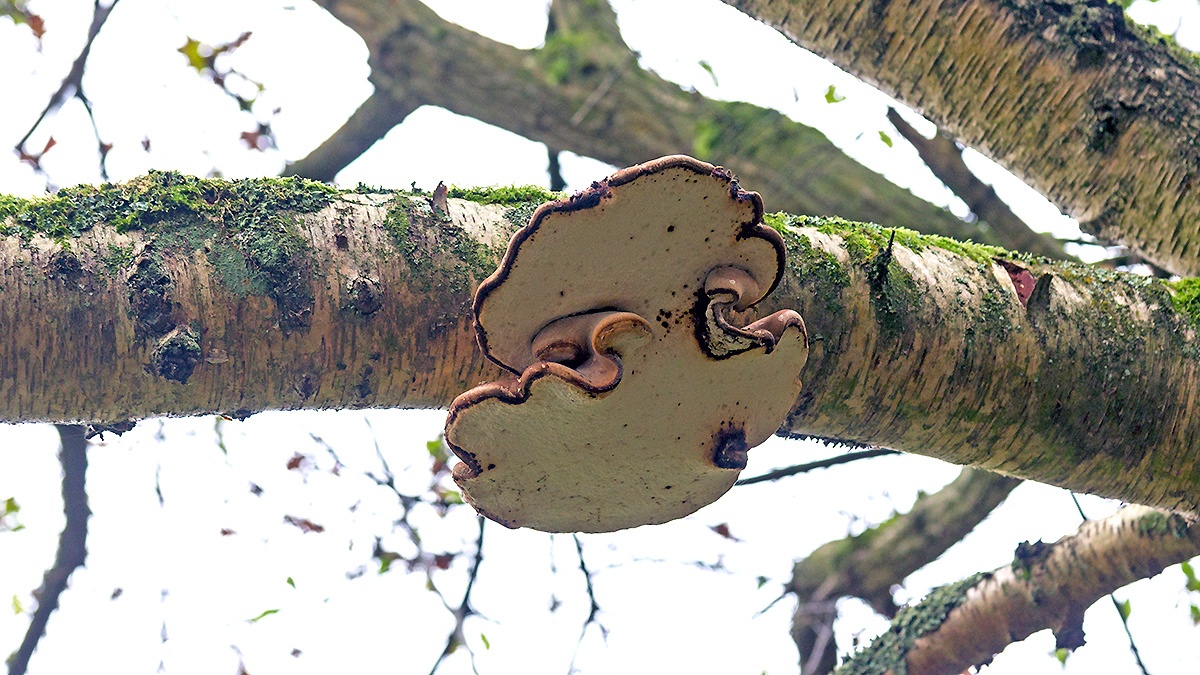 Birch Polypore [Fomitopsis betulina]