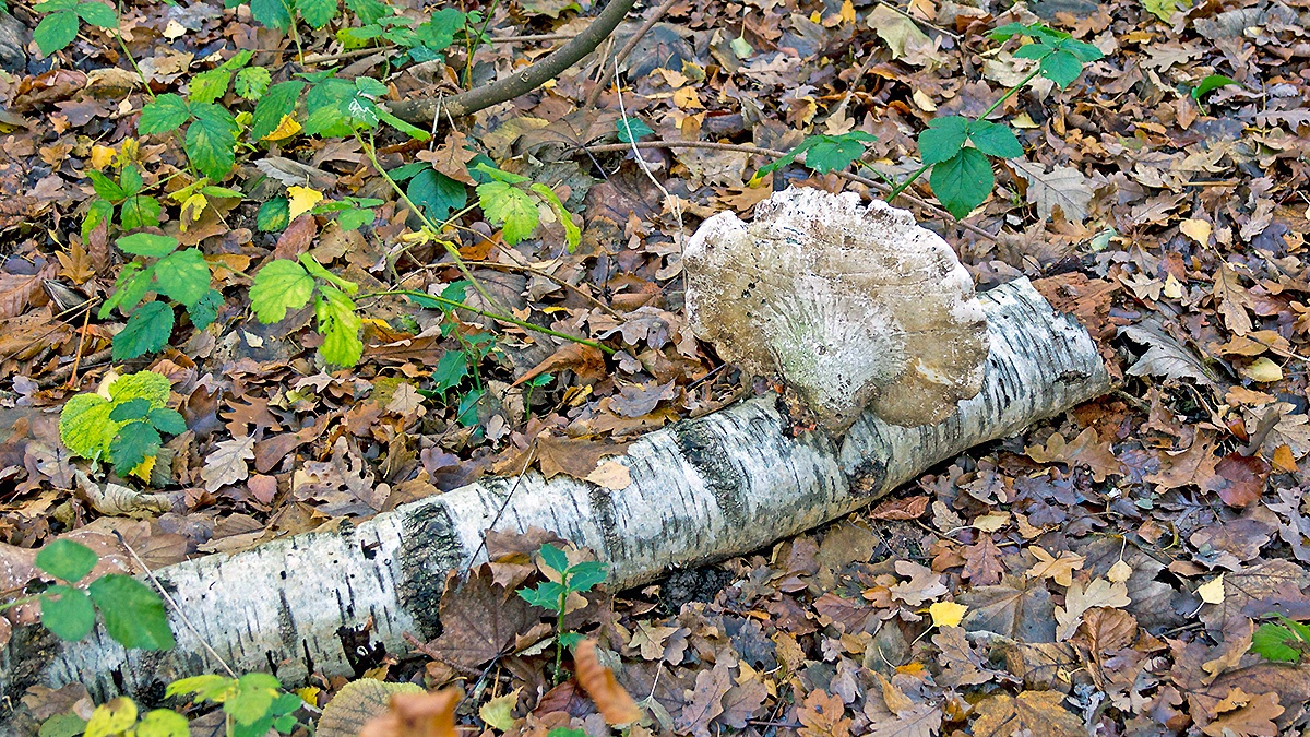 Birch Polypore [Fomitopsis betulina]