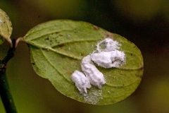 Cottony Hydrangea Scale [Pulvinaria kuwacola]