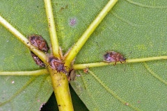 Birch Catkin Bug [Kleidocerys resedae]