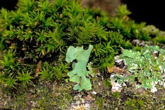 Cypress-leaved Plaitmoss [Hypnum cupressiforme ?]