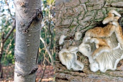 Crimped Gill [Plicaturopsis crispa ?]