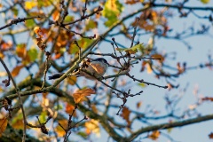 Long-tailed Tit [Aegithalos caudatus]