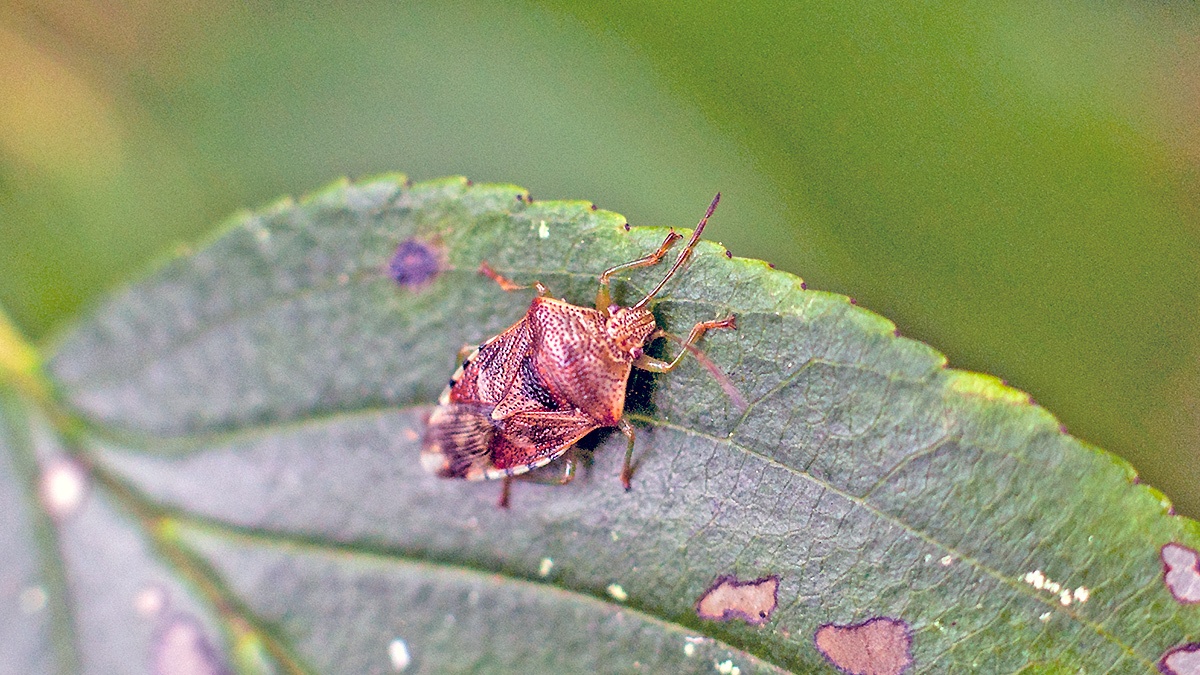 Parent Bug [Elasmucha grisea]