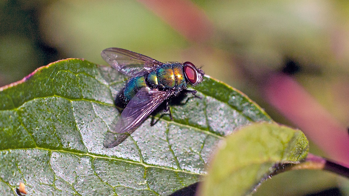 green bottle fly [Lucilia sp.]