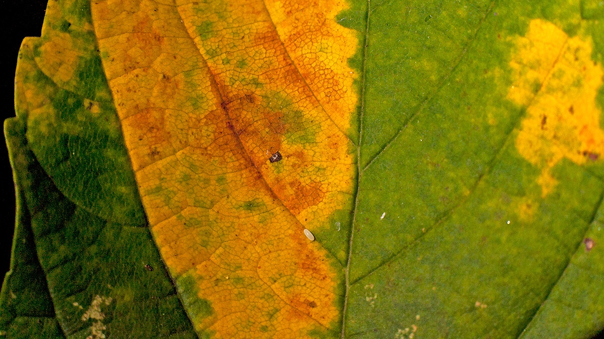 hoverfly egg [Syrphidae sp.?]