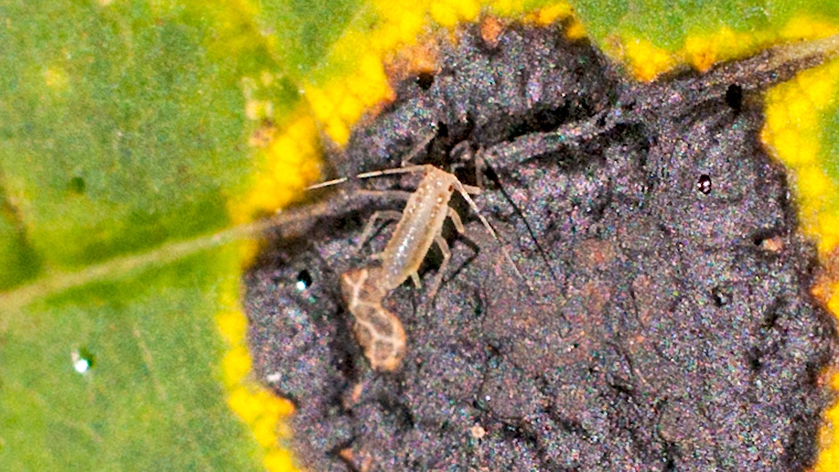 Sapling Sycamore Aphid [Drepanosiphum acerinum?]