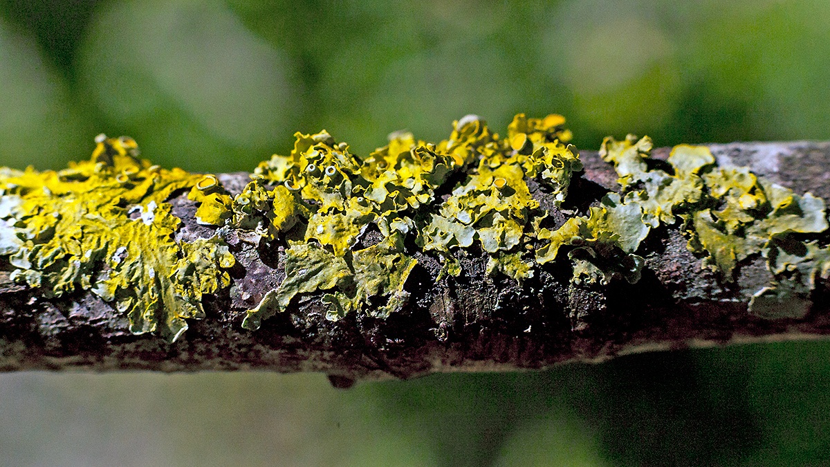 Common Sunburst Lichen [Xanthoria parietina?]