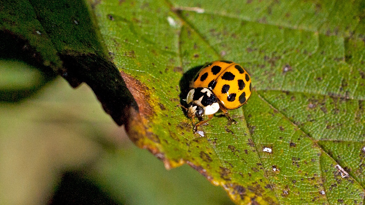 Harlequin Ladybird [Harmonia axyridis]