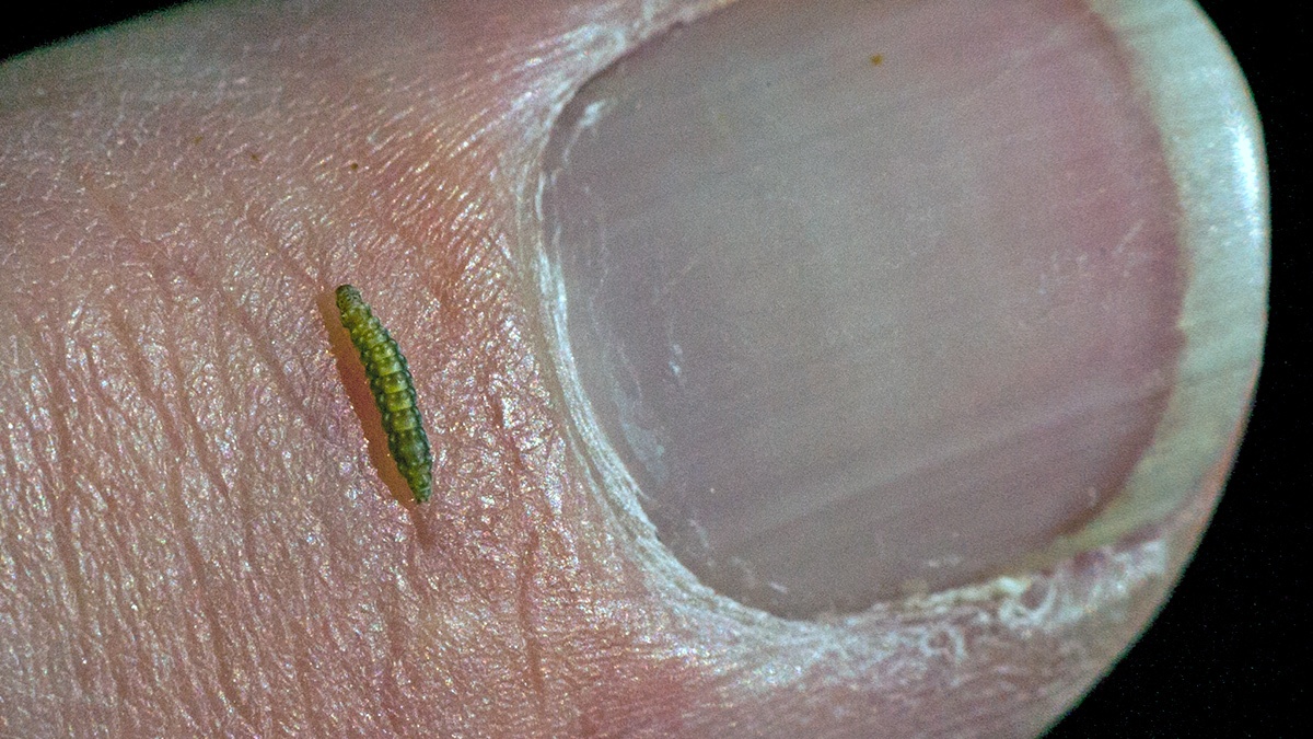 Oak Bent-wing [Bucculatrix ulmella]
