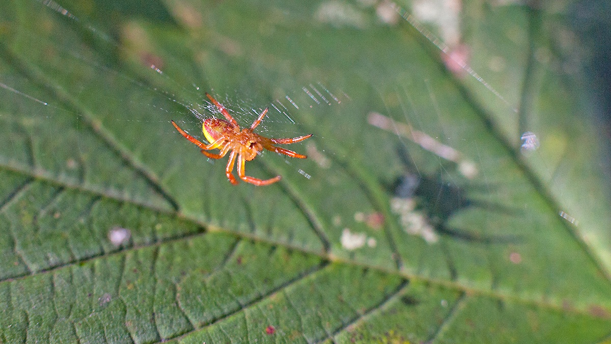 Cucumber Green Spider [Araniella cucurbitina]