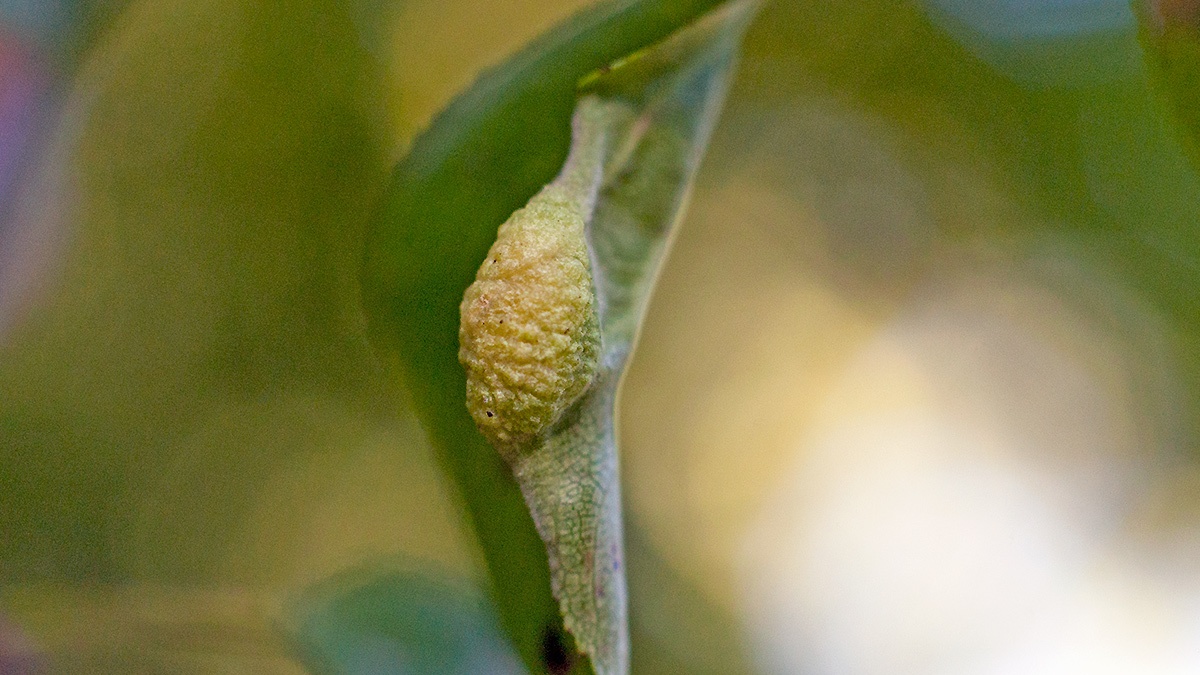 Jumping Plant Louse [Trichochermes walkeri]